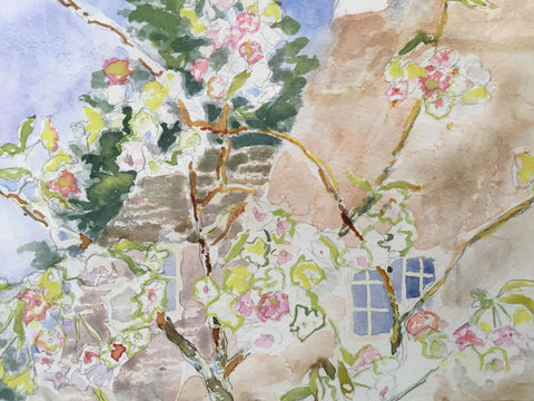 Flowering Cherry - Fragrant Cloud