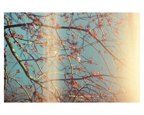 Budding Sakura with Light Leak
