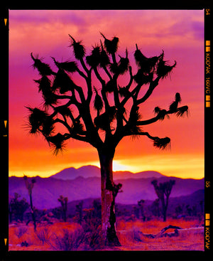 Joshua Tree (Portrait) srgb