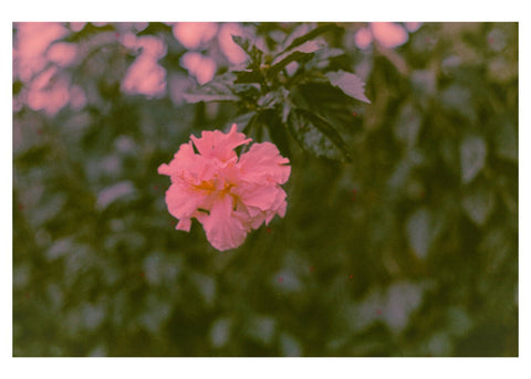 Finca Flower