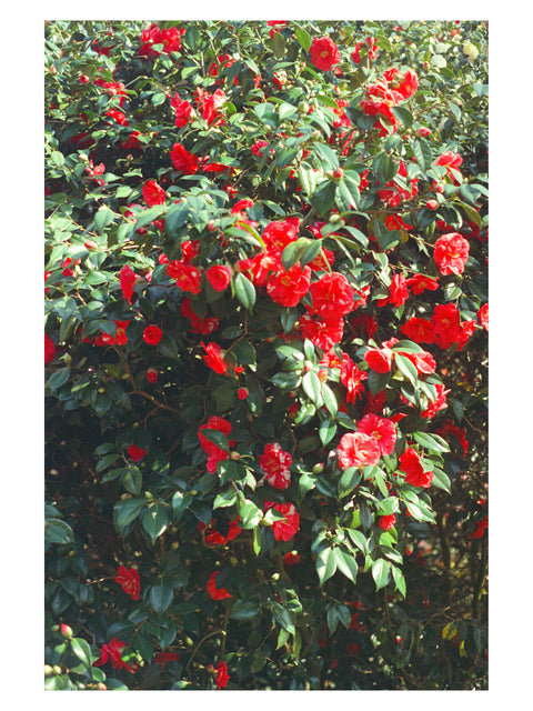 Greenwich Japanese Camellia