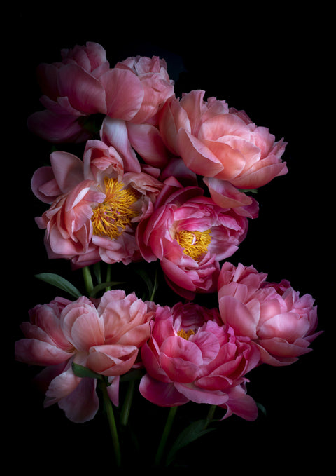 Paeonia 'Coral Sunset'