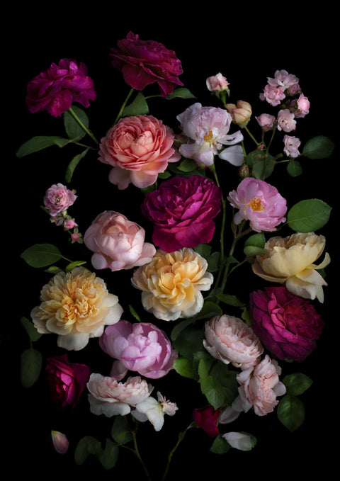 Rose Garden