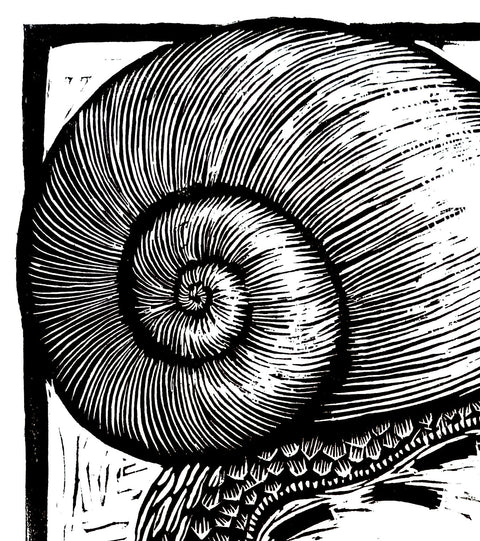 Snailtime