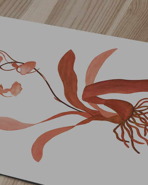 Comparettia coccinea, 2024