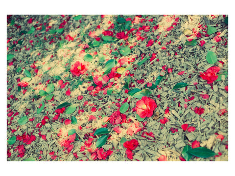 Forest Floor Flowers