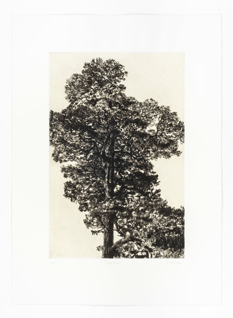 Scots Pine Drypoint Print