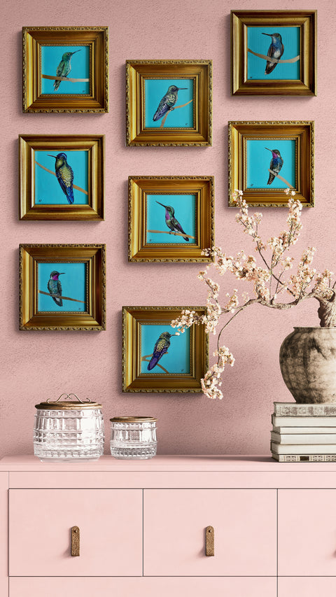 Hummingbird White Belly