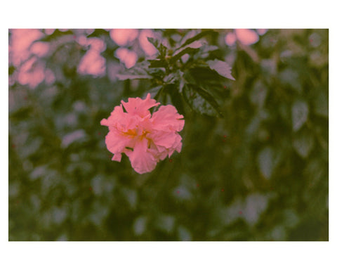 Finca Flower