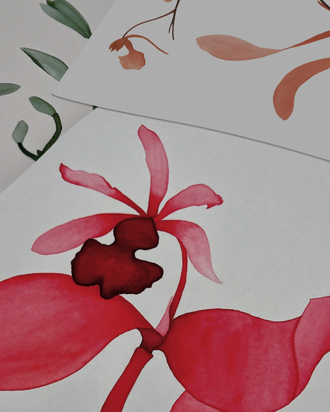 Cattleya aclandiae, 2024