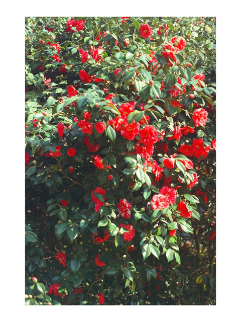 Greenwich Japanese Camellia