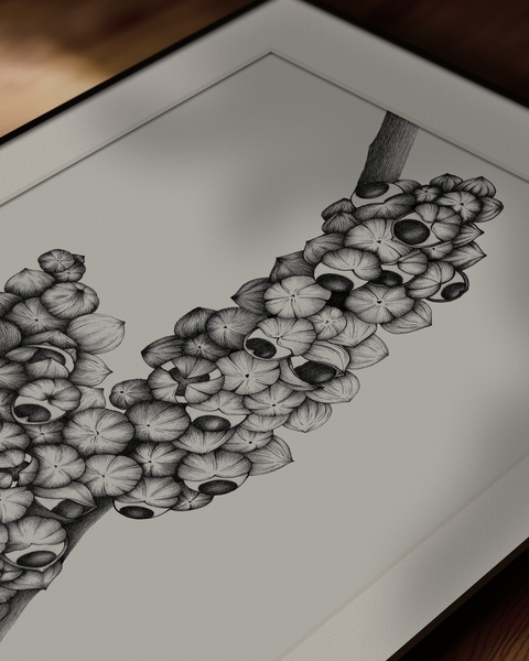 Paullinia cupana (Guaraná)