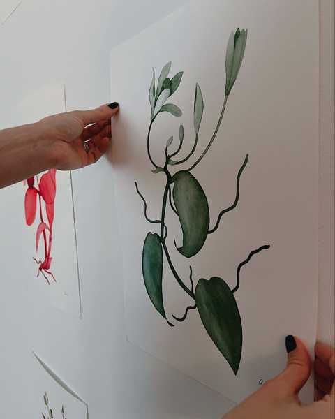 Vanilla planifolia, 2024