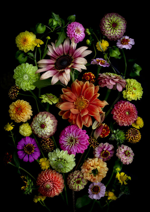 Zinnia Garden