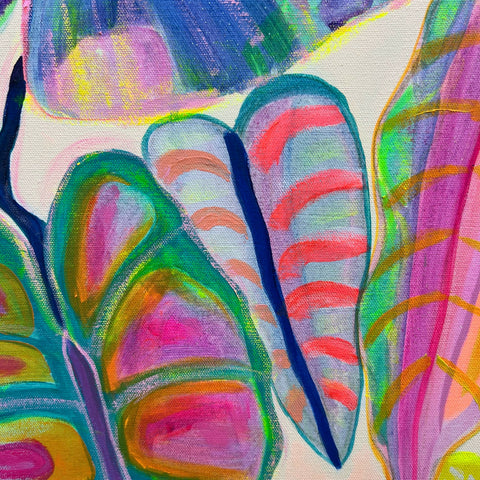 Alocasia Revelation