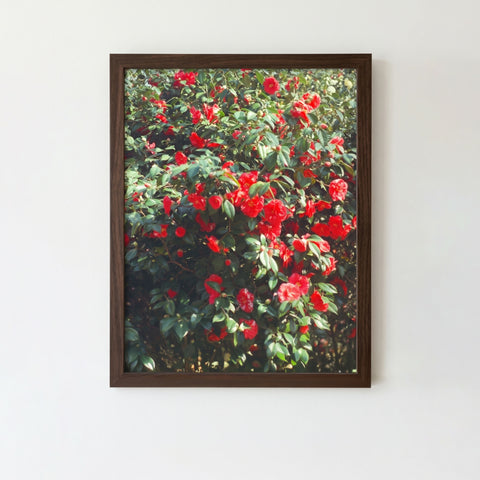 Greenwich Japanese Camellia