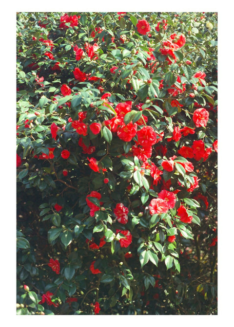 Greenwich Japanese Camellia