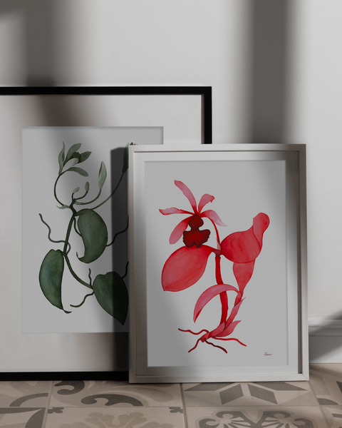 Cattleya aclandiae, 2024