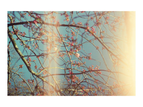 Budding Sakura with Light Leak