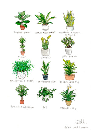 'Pot Plants' Watercolour Print