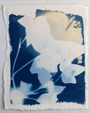 Cyanotype Ivy with Bleach