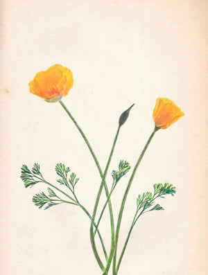 Californian Poppy - Giclée Print